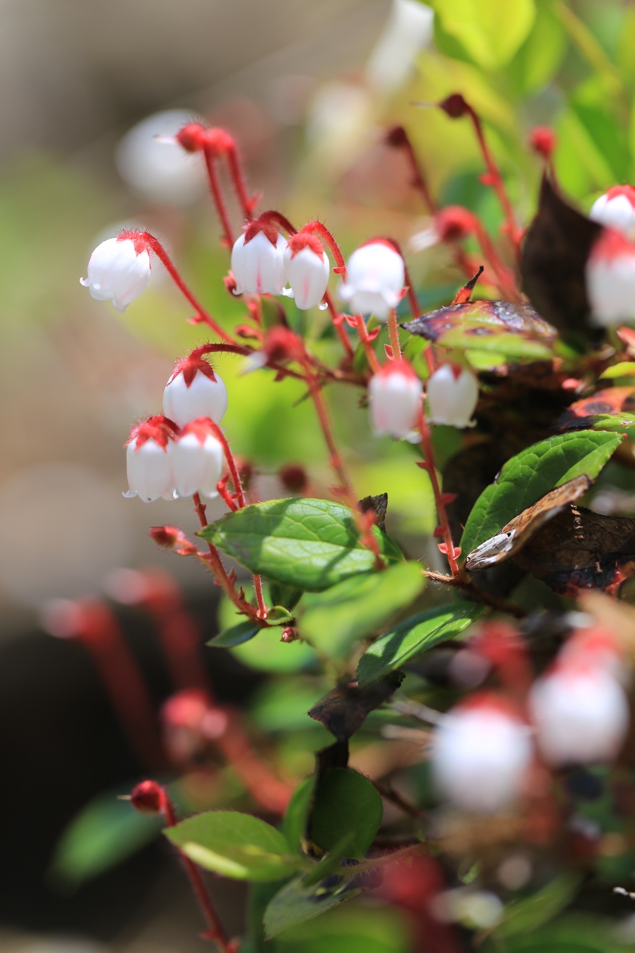 可愛すぎるワタスゲがいっぱいの志賀高原 池めぐりコース 06 21 スナフキンママさんの岩菅山 寺小屋峰の活動日記 Yamap ヤマップ