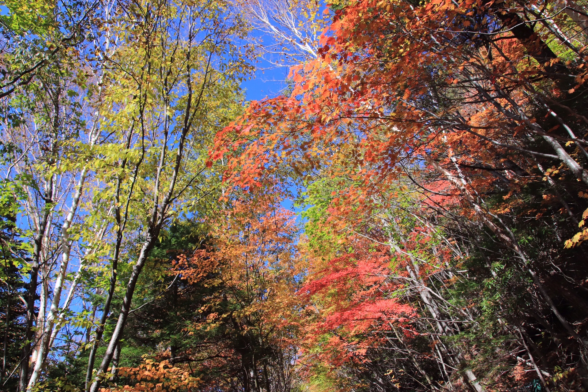 日光男体山 紅葉真っ盛りの奥日光 ヶ岳さんの男体山の活動データ Yamap ヤマップ