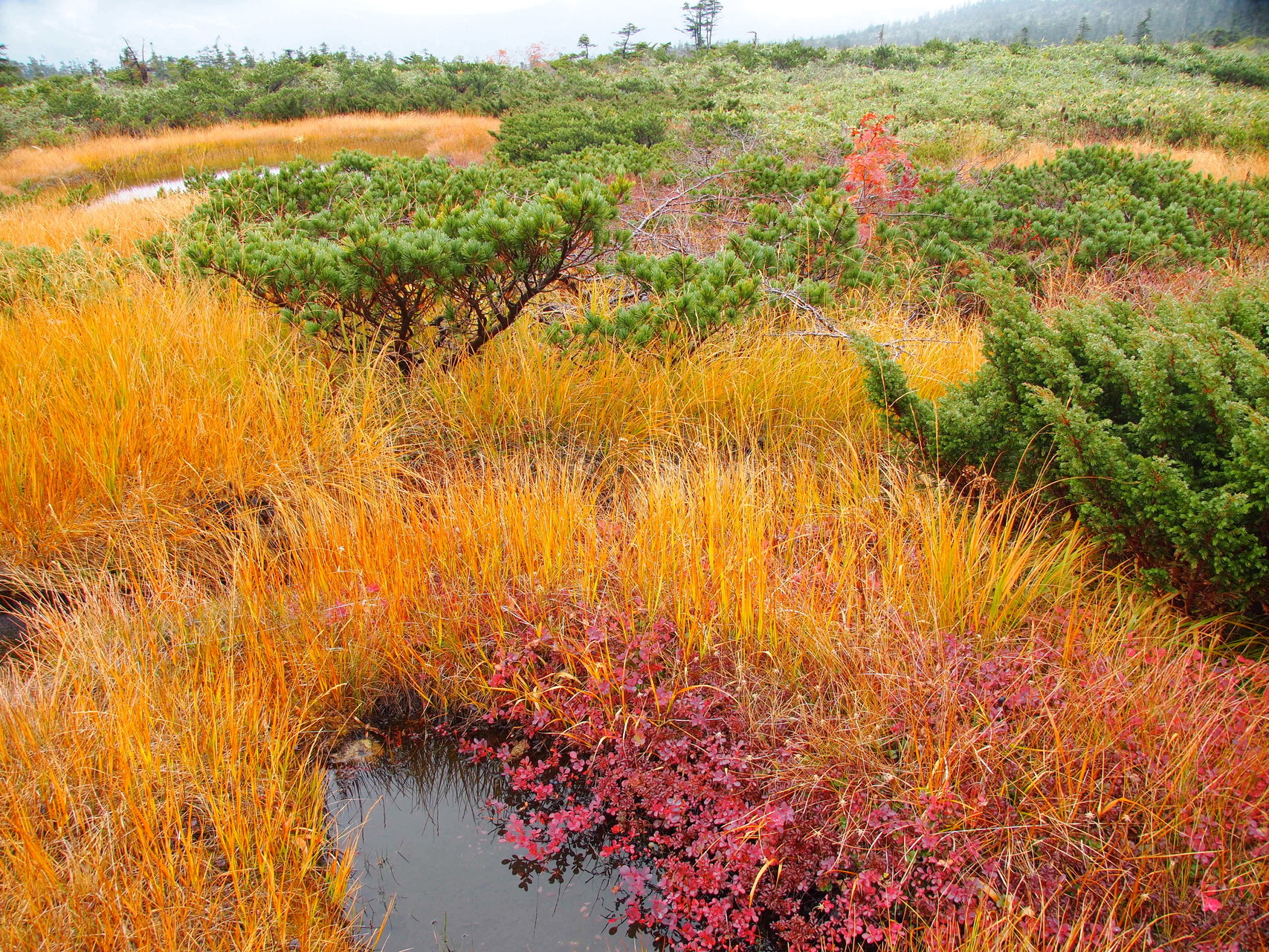 西吾妻山 草紅葉を見に天元台から周回 Mimosaさんの吾妻山 一切経山の活動データ Yamap ヤマップ