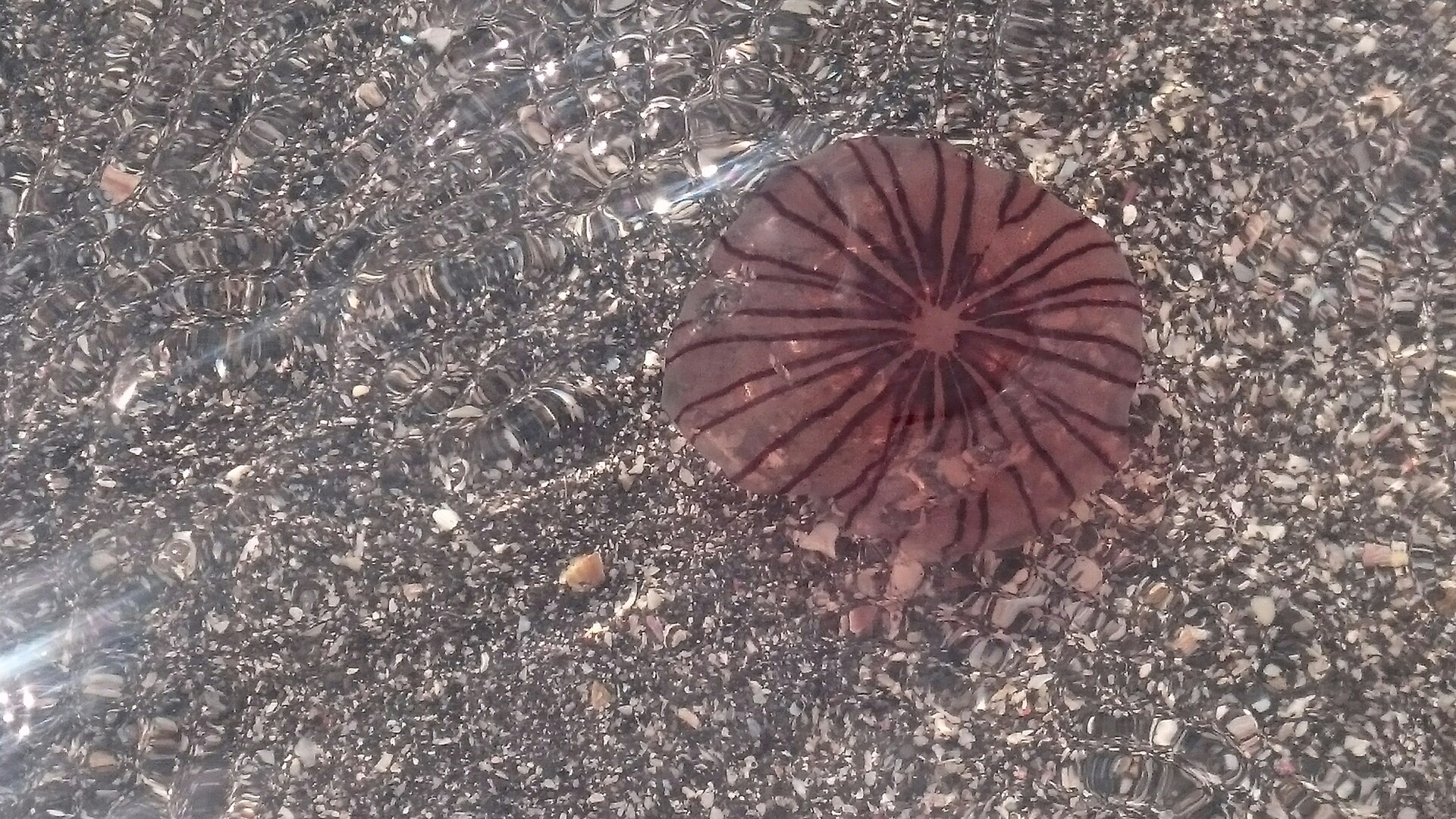 三浦市最高峰と三浦半島最南端峰 Ancさんの三浦市の活動日記 Yamap ヤマップ