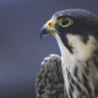 ファルコンのページ YAMAP / ヤマップ