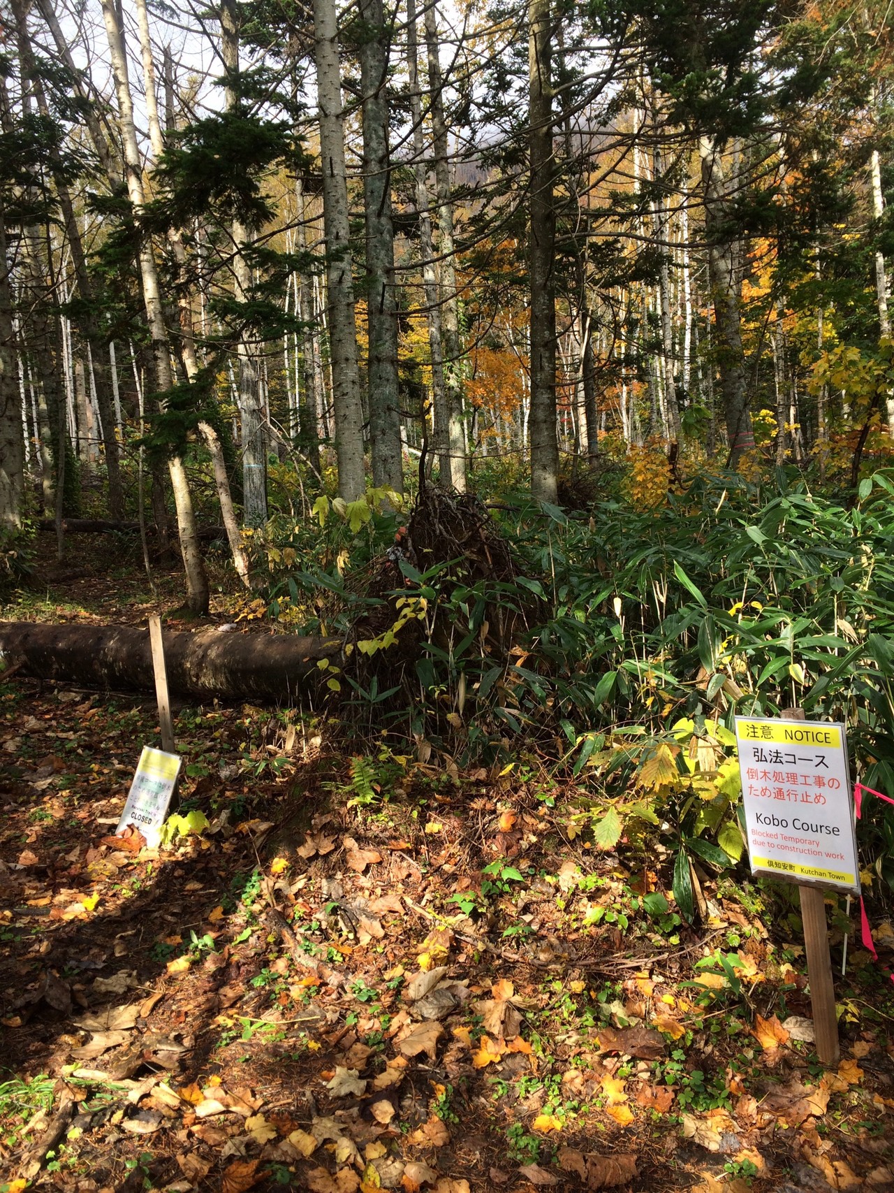ニセコ比羅夫トレイルランコースで紅葉 Subaruさんのニセコアンヌプリ イワオヌプリ チセヌプリの活動データ Yamap ヤマップ