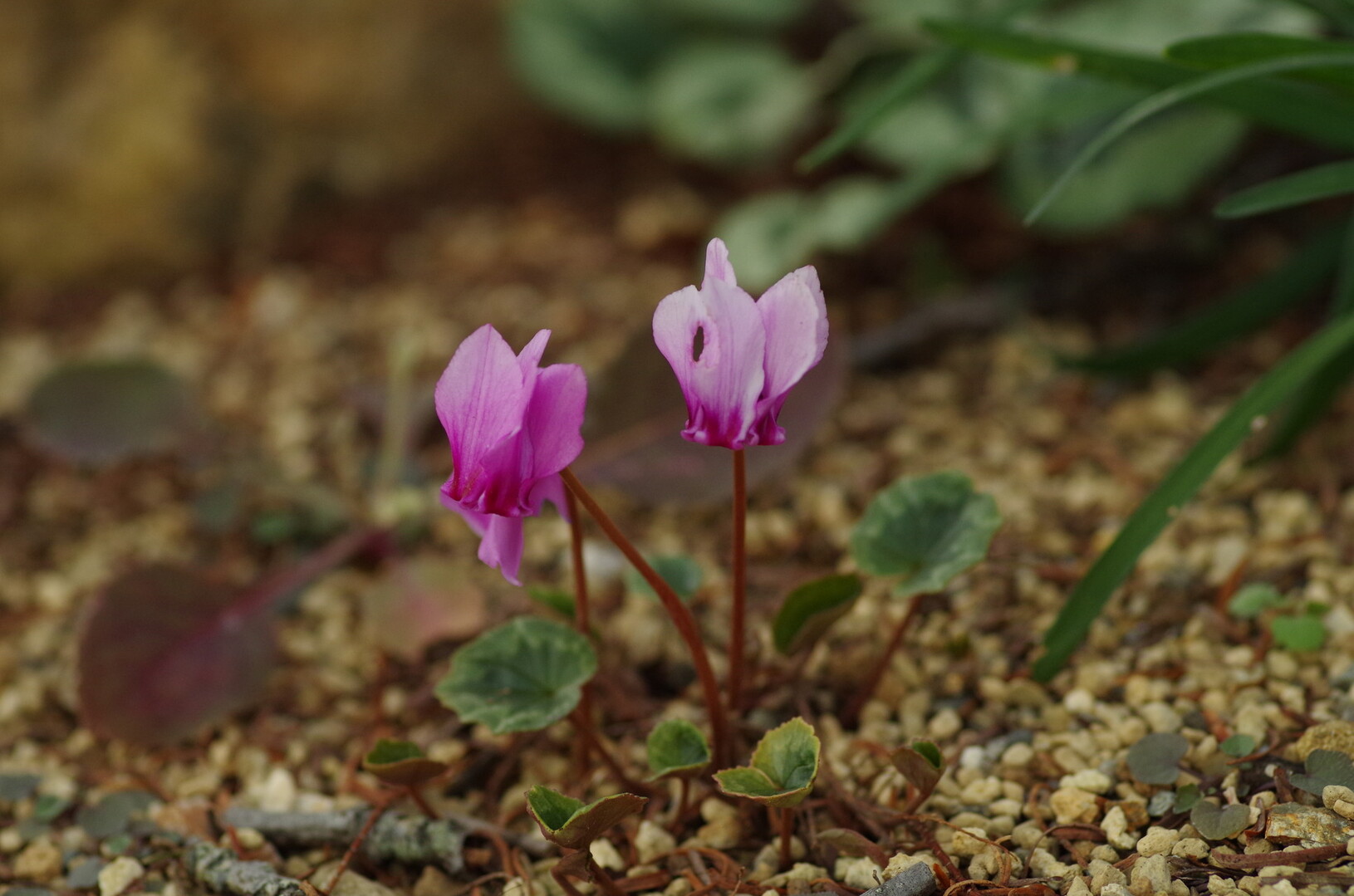 岩湧の森のキイジョウロウホトトギスと花の文化園 岩湧山 一徳防山 三石山の写真31枚目 原種シクラメン Yamap ヤマップ