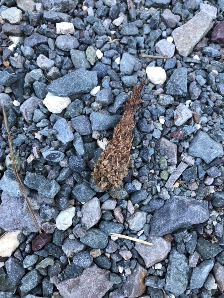 なんちゃってガイド 宇連山 セイゴさんの宇連山 鳳来寺山 岩古谷山の活動日記 Yamap ヤマップ