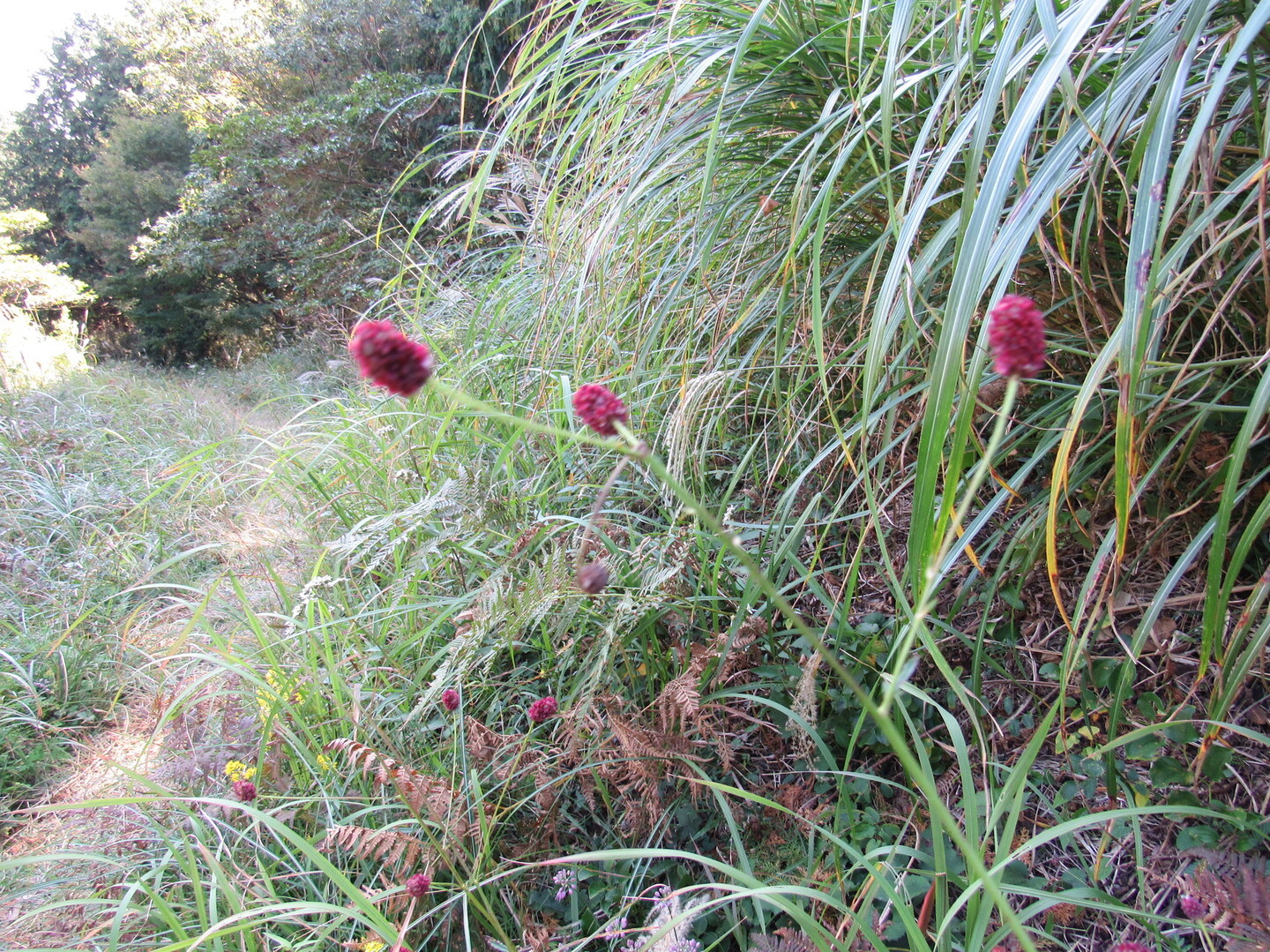 来宮神社 石仏の道を通り十国峠 湯河原へ Peifanさんの岩戸山 十国峠の活動日記 Yamap ヤマップ
