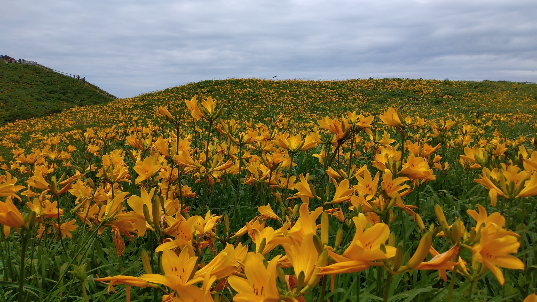 トビシマカンゾウ 大野亀 佐渡ヶ島 21 05 30 長靴ヤスさんの佐渡島の活動データ Yamap ヤマップ
