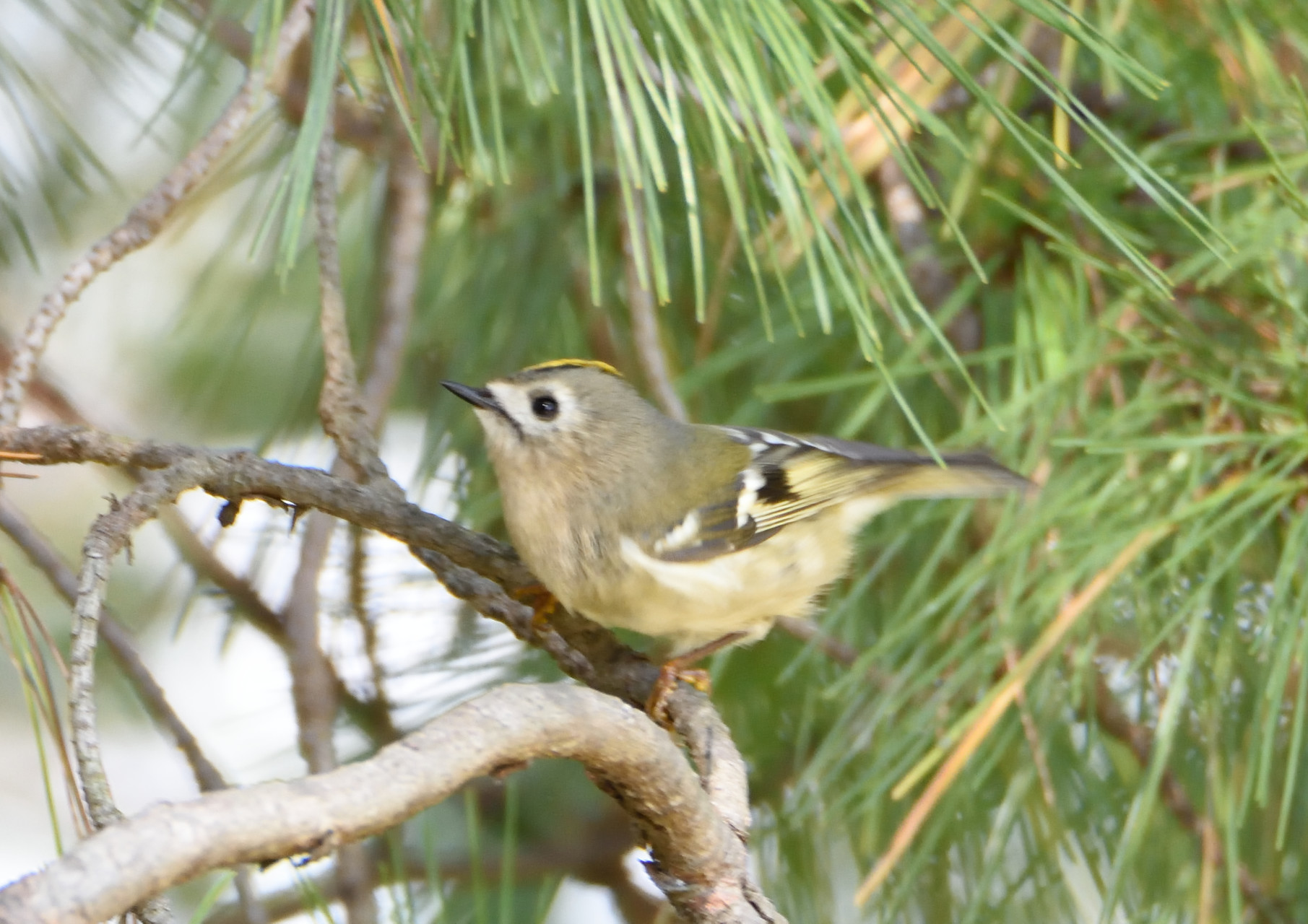 久しぶりに鳥さんと遊ぶ チュンさんの姫路市 龍野市の活動データ Yamap ヤマップ