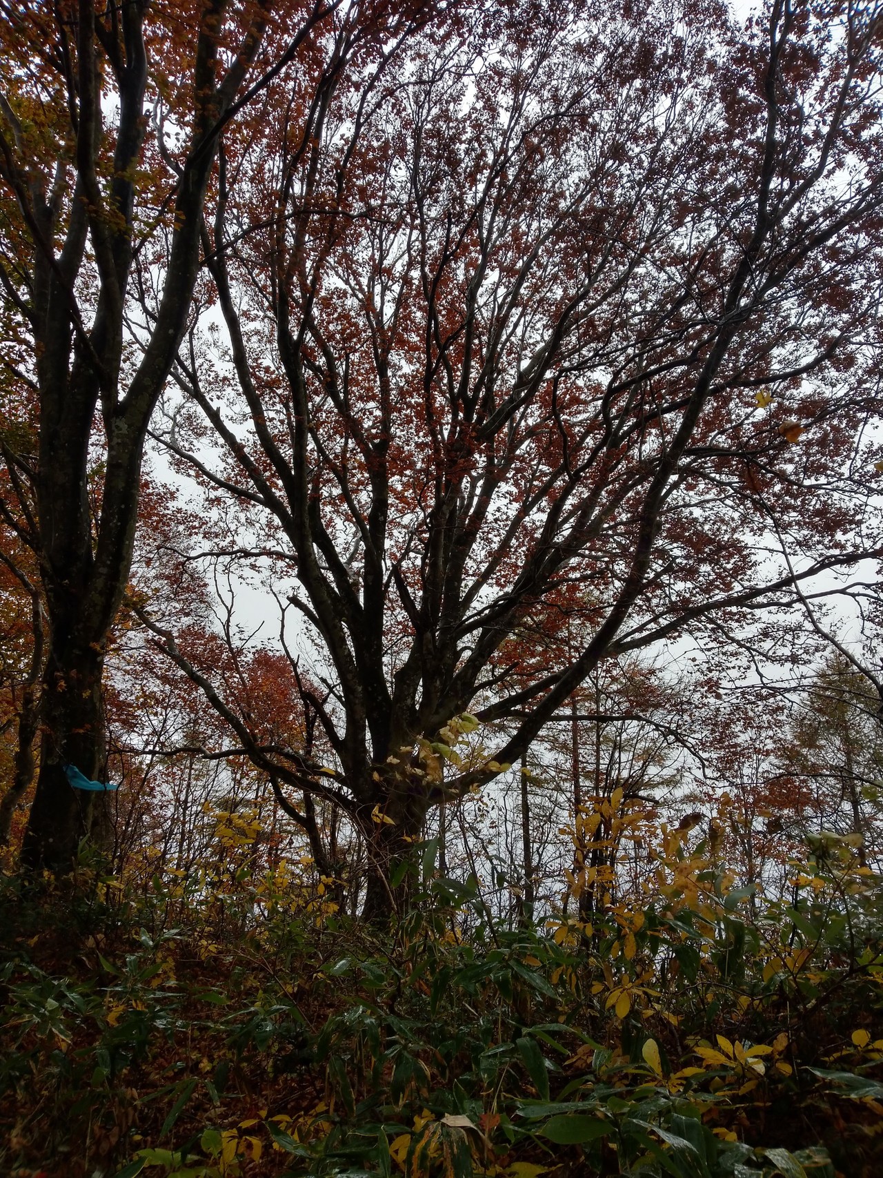 紅葉トレッキング 魔ノ岳 馬ノ神山 梵珠山を縦走 さすらいのダイバーさんの五所川原市の活動データ Yamap ヤマップ