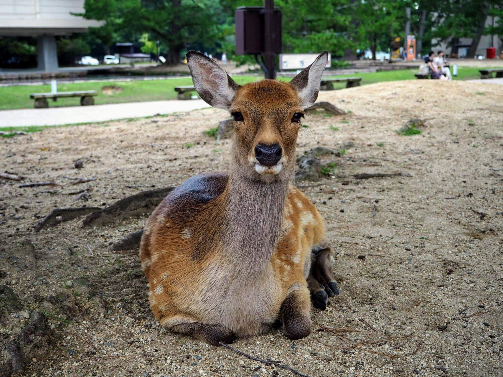 てくてく奈良歩き 奈良公園 若草山編 ふくえもんさんの奈良市 西部の活動日記 Yamap ヤマップ