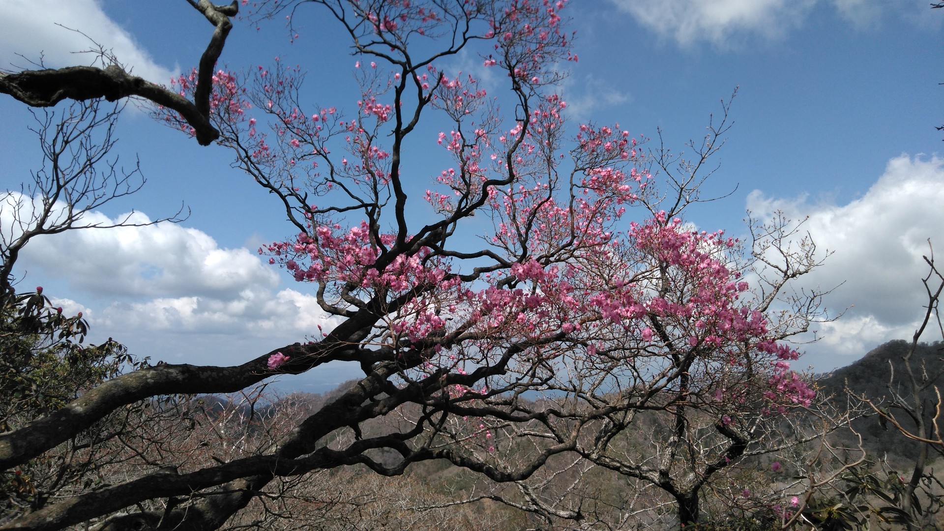親父山 障子岳 黒岳 三尖 シルバーグレーさんの祖母山の活動データ Yamap ヤマップ
