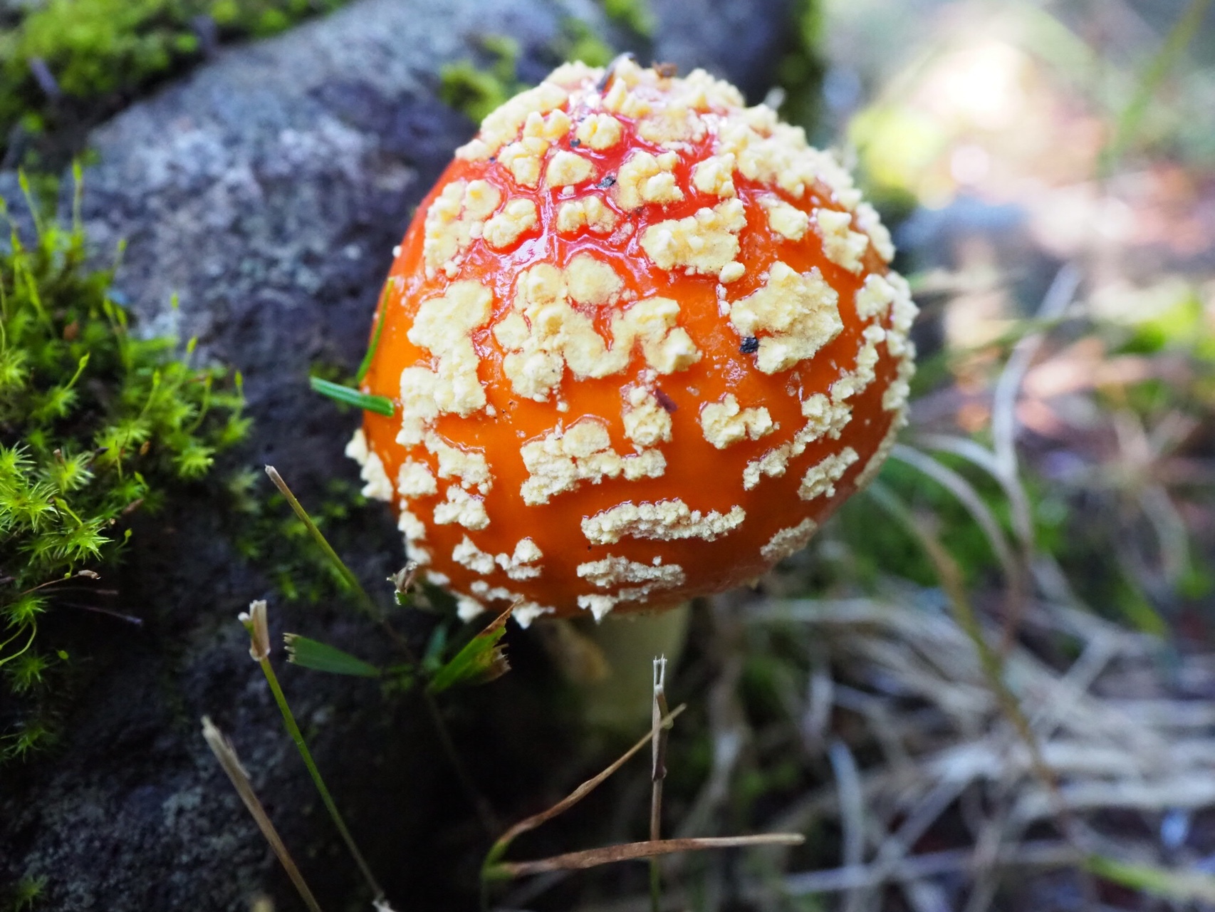 八ヶ岳 白駒池 さおりさんの八ヶ岳 赤岳 硫黄岳 天狗岳 の活動日記 Yamap ヤマップ