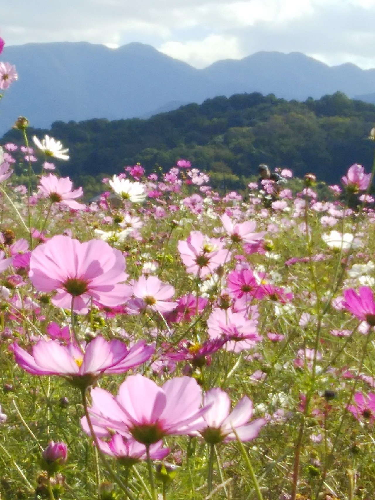 大和三山と藤原京コスモス 松つんさんの大和三山 天香久山 畝傍山 耳成山 の活動データ Yamap ヤマップ