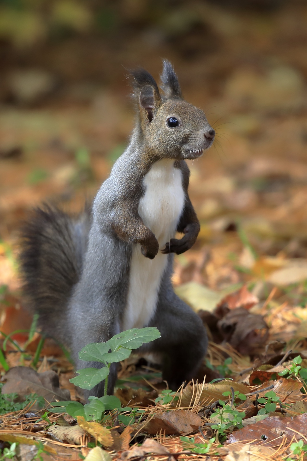 エゾリスいっぱい 帯広の森と緑ヶ丘公園 Kazairさんの帯広市の活動データ Yamap ヤマップ