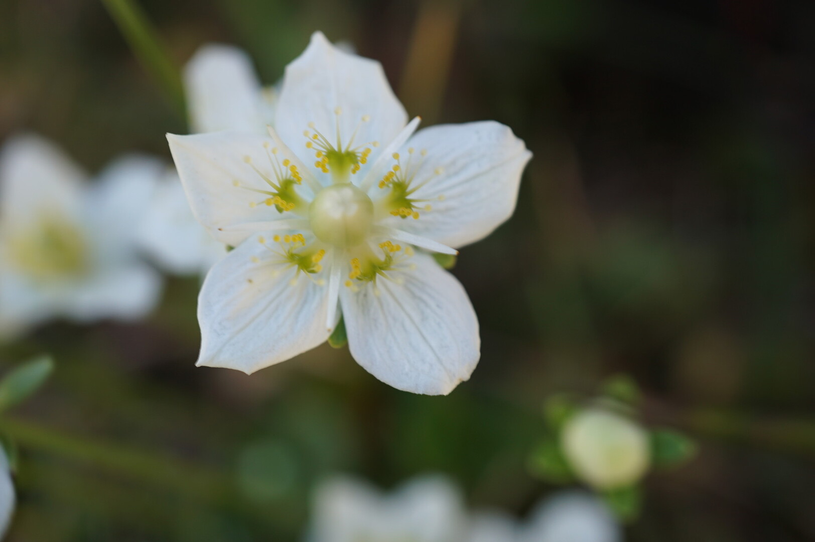 秋の足音を探して 作礼山 樫原湿原 金立公園 飛べない雀さんの作礼山の活動日記 Yamap ヤマップ