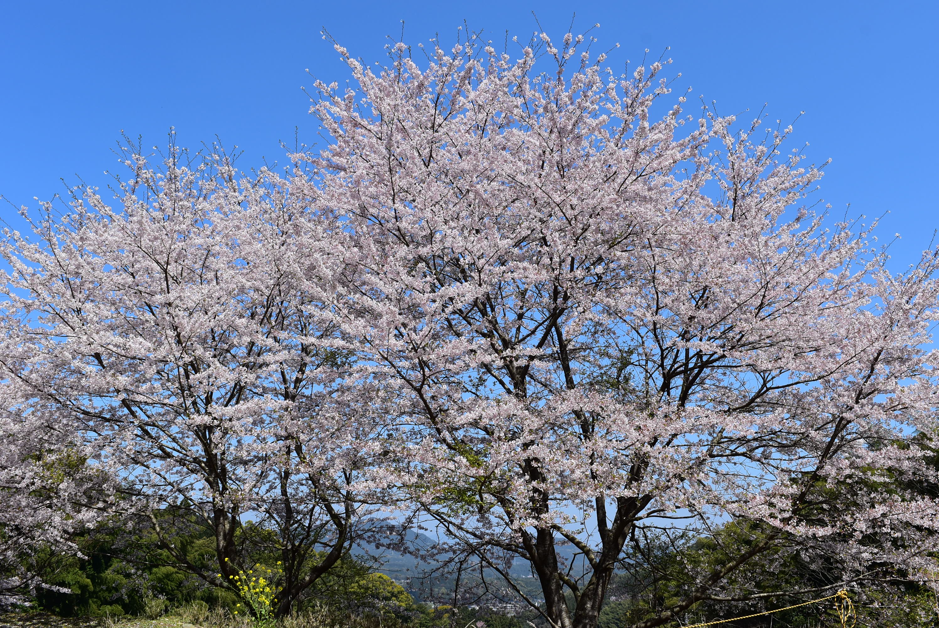 犬鳴山 西山 間夫を周回 やまごえさんの犬鳴山 西山 鮎坂山 の活動日記 Yamap ヤマップ