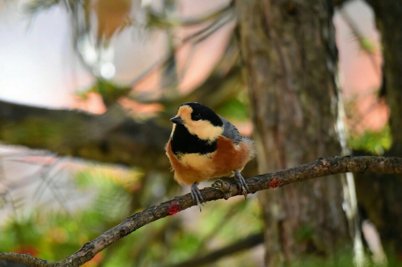 鳥撮 シマエナガちゃん確認しました٩ ۶ Keyさんの旭川市の活動日記 Yamap ヤマップ