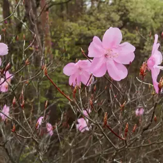 猪子山のヤシオツツジの群落
咲き残りですが