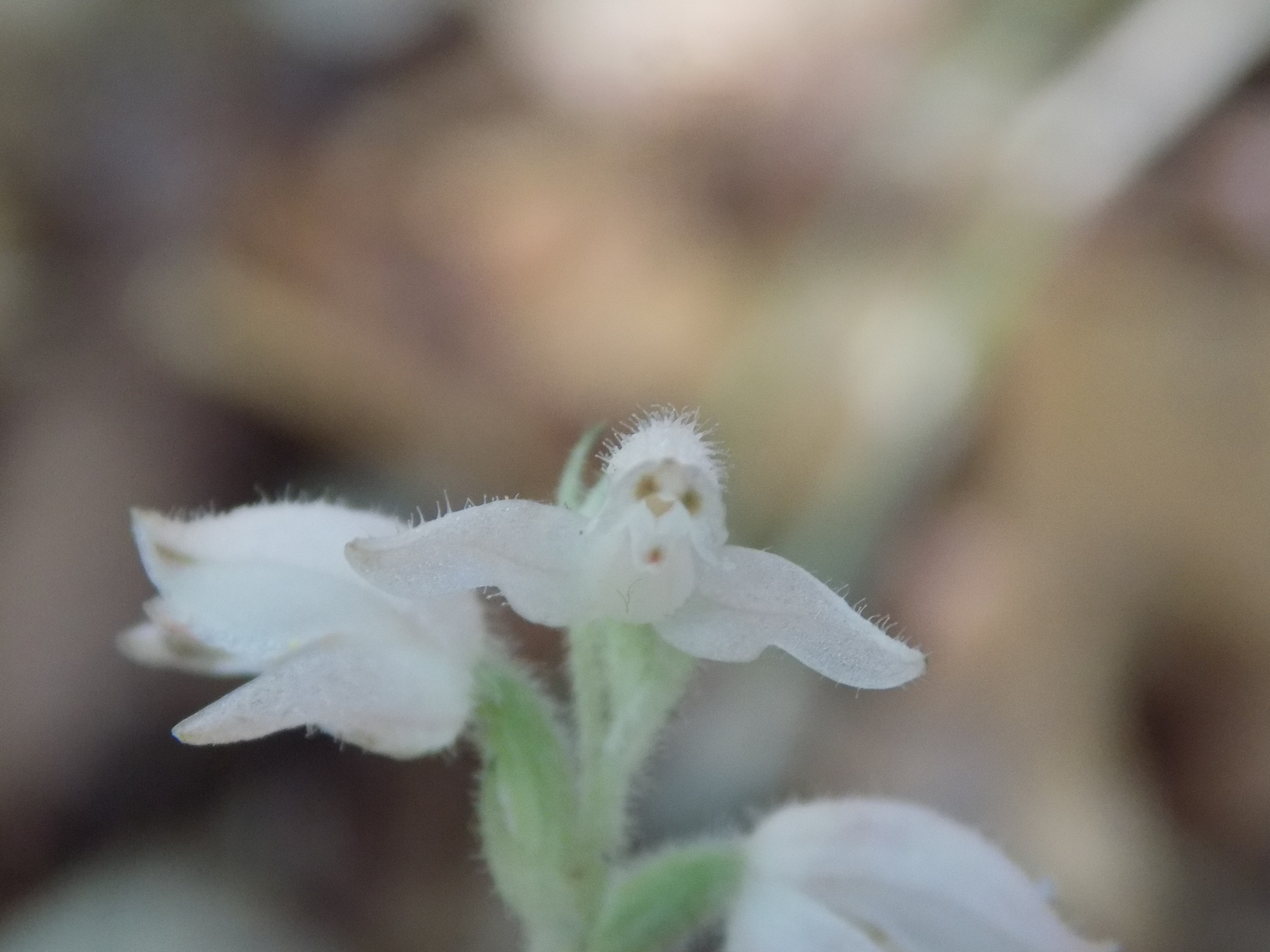 この時期咲く花を見に皿ヶ嶺へ プチファーマさんの皿ヶ嶺 梅ヶ谷山 うなめごの活動データ Yamap ヤマップ