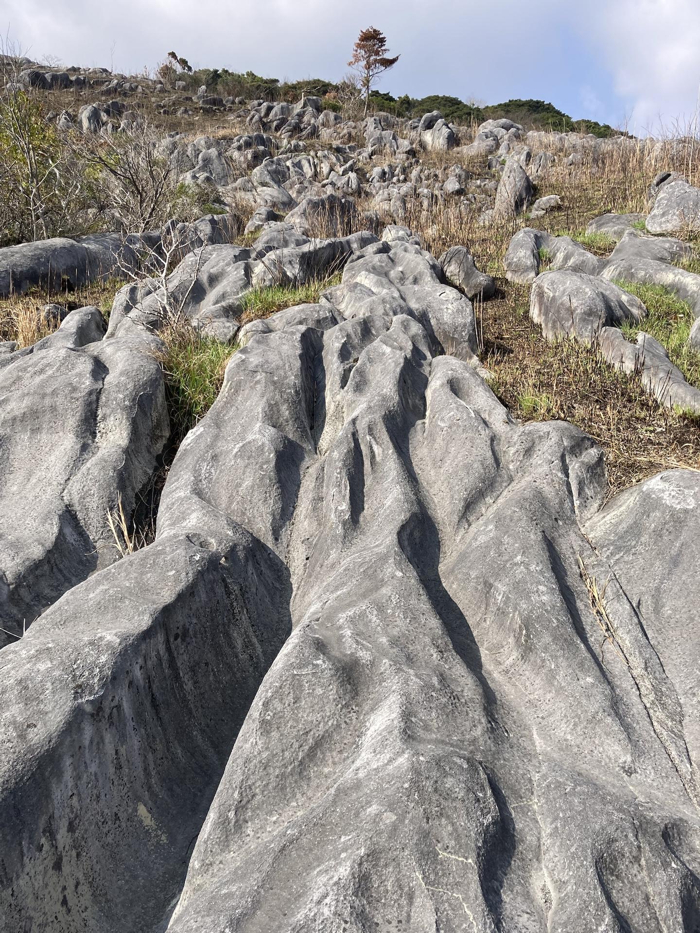 【新ルート再確認】ラクダ山、三笠台、平尾台野焼き後のドリーネ、昭和の宝探し / ハルク2022🐌さんの平尾台・貫山・水晶山の活動データ ...