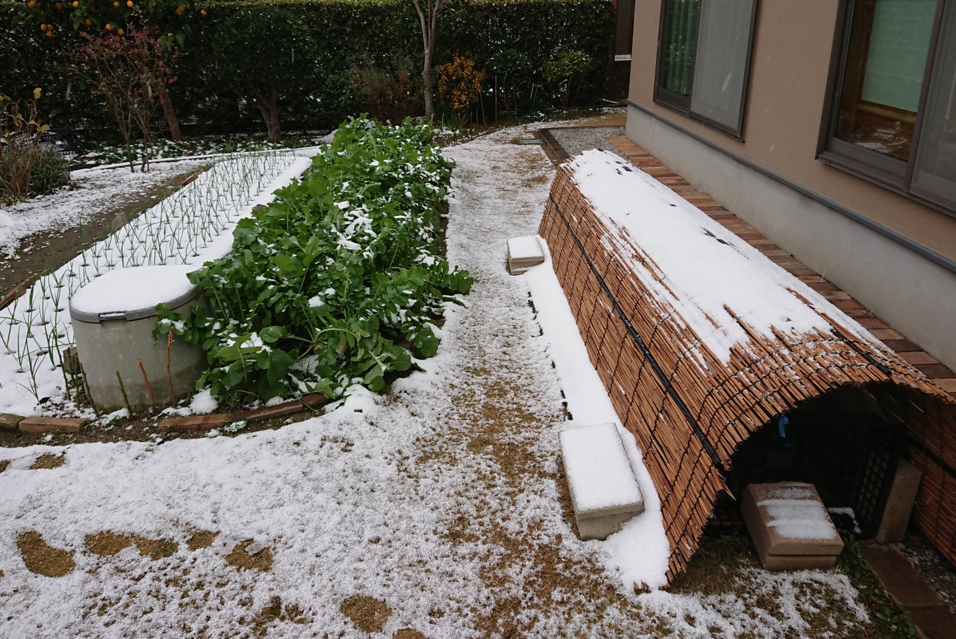 玉葱が 雪根開き 大晦 山のウグイス さんのモーメント Yamap ヤマップ