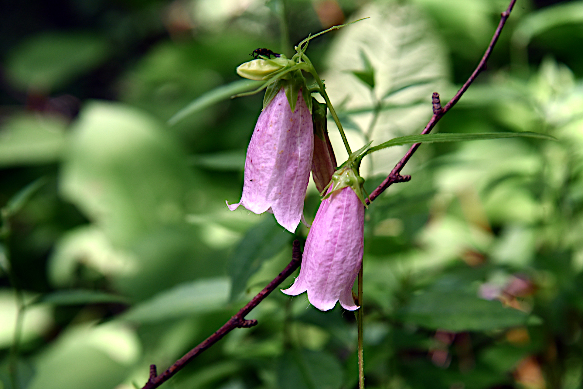 恵那山・大判山・神坂山 登山口からの林道には、ホタルブクロがたくさんでした。
ここではようやく今、時期なのかも。