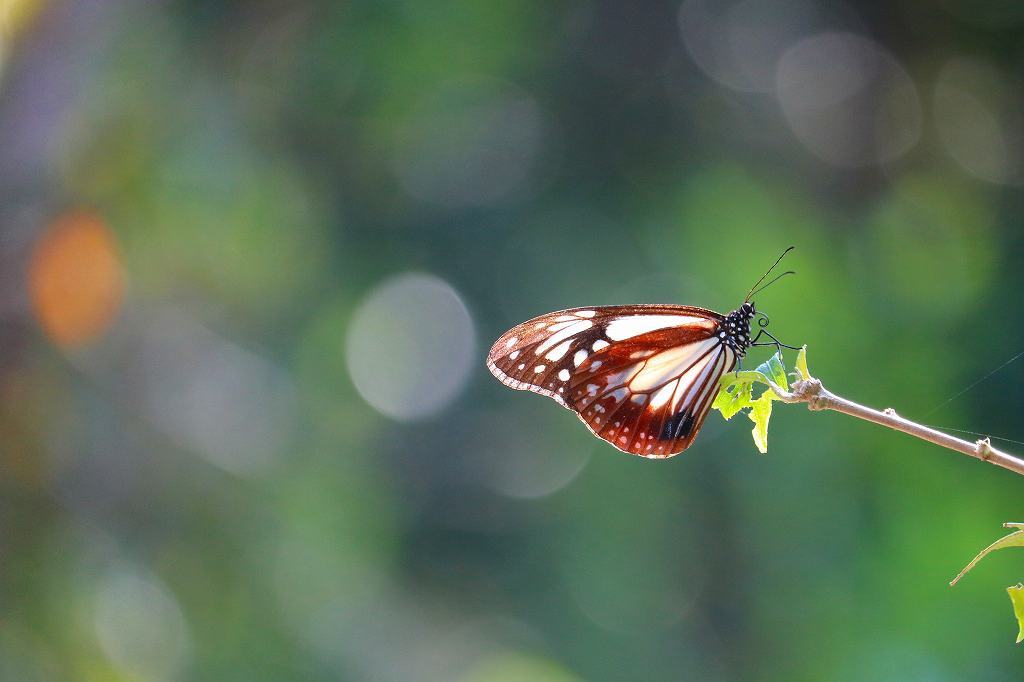 岩子山で筋トレ マダニに噛まれて傷心の日々を送った アサギマダラさんの松山市 南エリア の活動データ Yamap ヤマップ