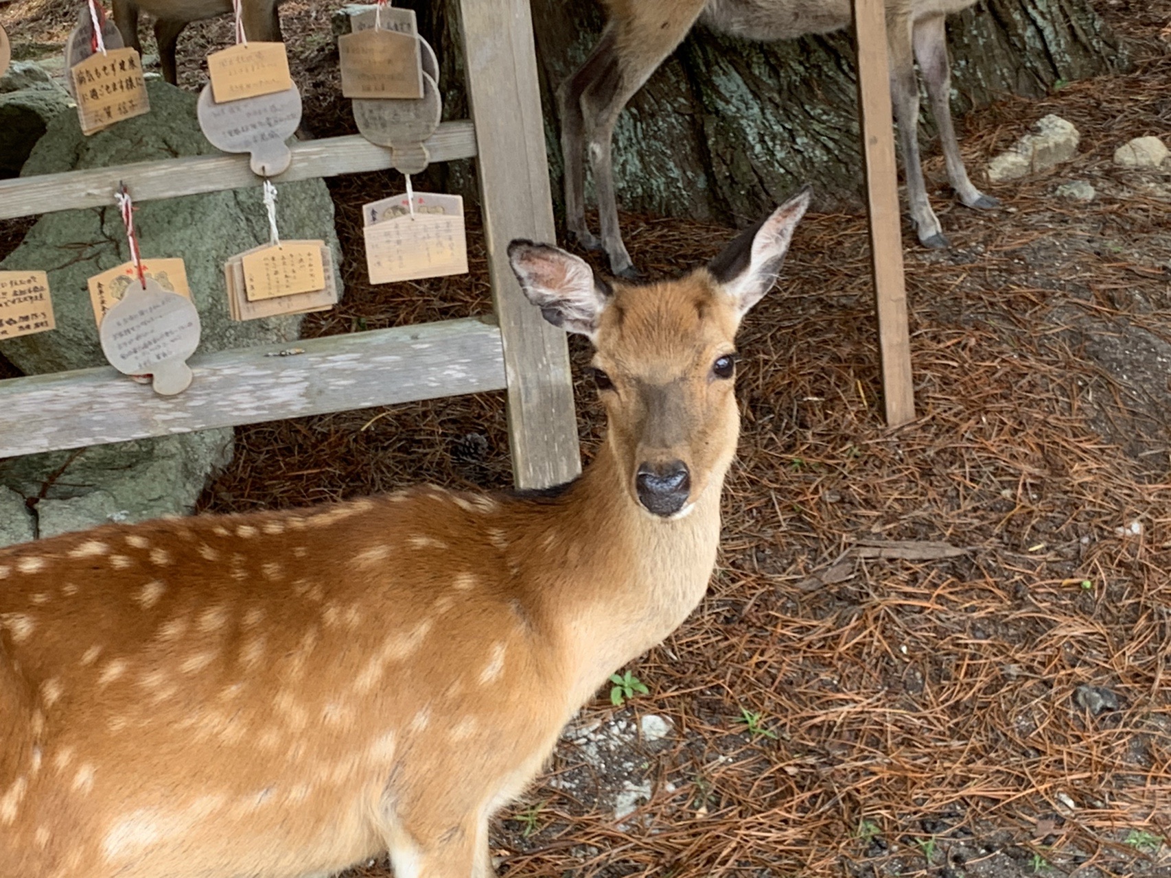 牡鹿半島 キャンプ 金華山 Kc Uptonさんの金華山 宮城県 牡鹿半島の活動データ Yamap ヤマップ