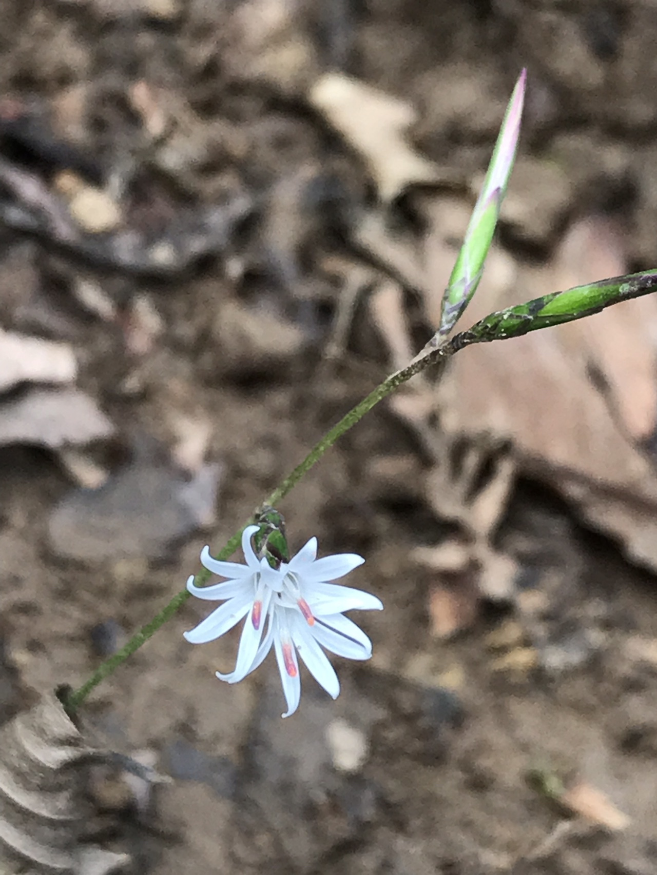 小さくて儚い花が咲いた文殊山 なづきさんの文殊山の活動データ Yamap ヤマップ