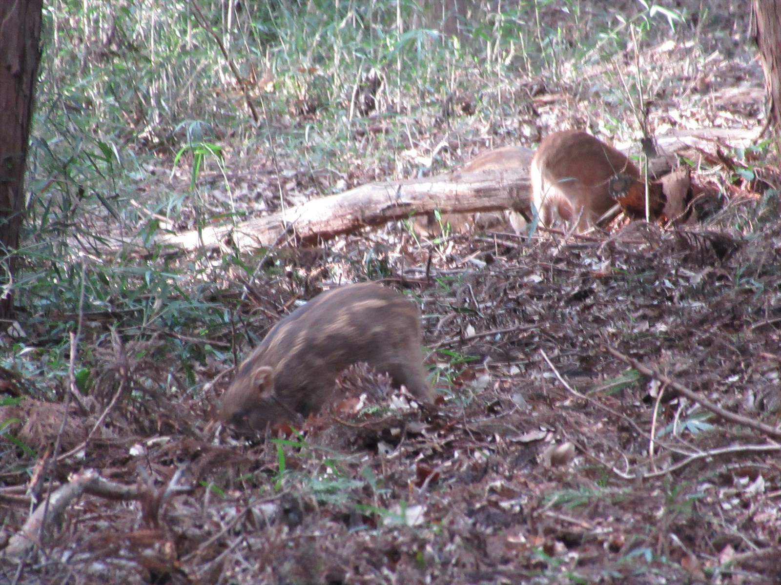 千代田アルプス うり坊との遭遇 なお さんのいしおかトレイルラン大会の活動日記 Yamap ヤマップ