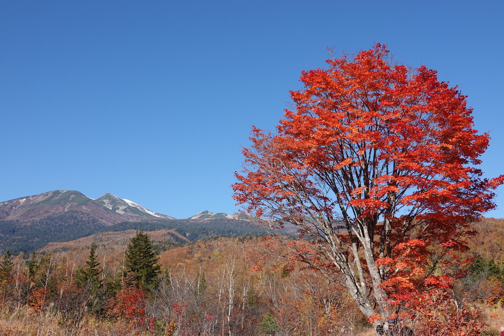 乗鞍高原一ノ瀬園地の大カエデと白樺橋の散策(短距離) / きままにゆるりと過ごし中さんの乗鞍岳の活動データ YAMAP / ヤマップ