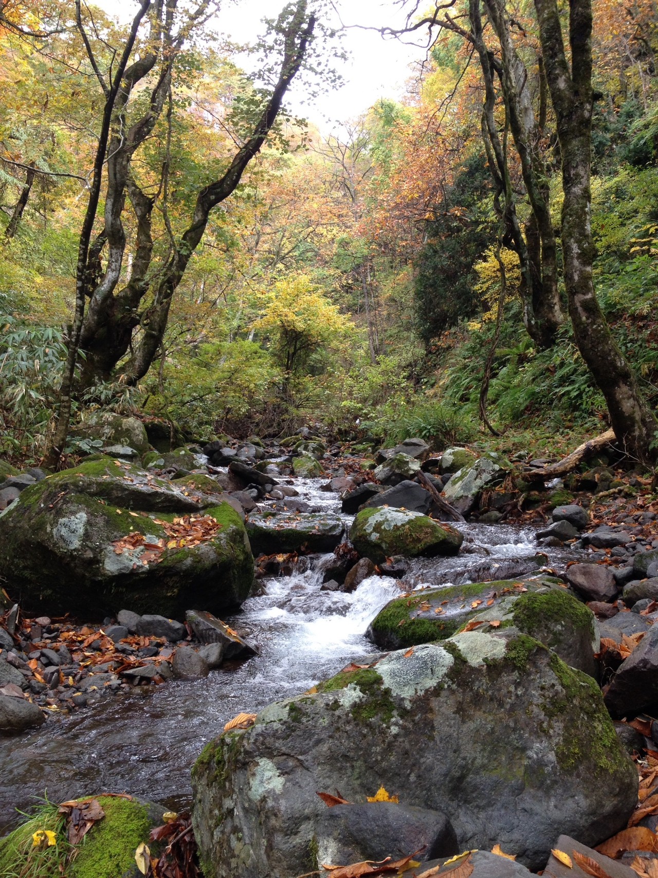 高瀬峡 紅葉狩りと滝巡り Woodさんの遊佐町の活動データ Yamap ヤマップ