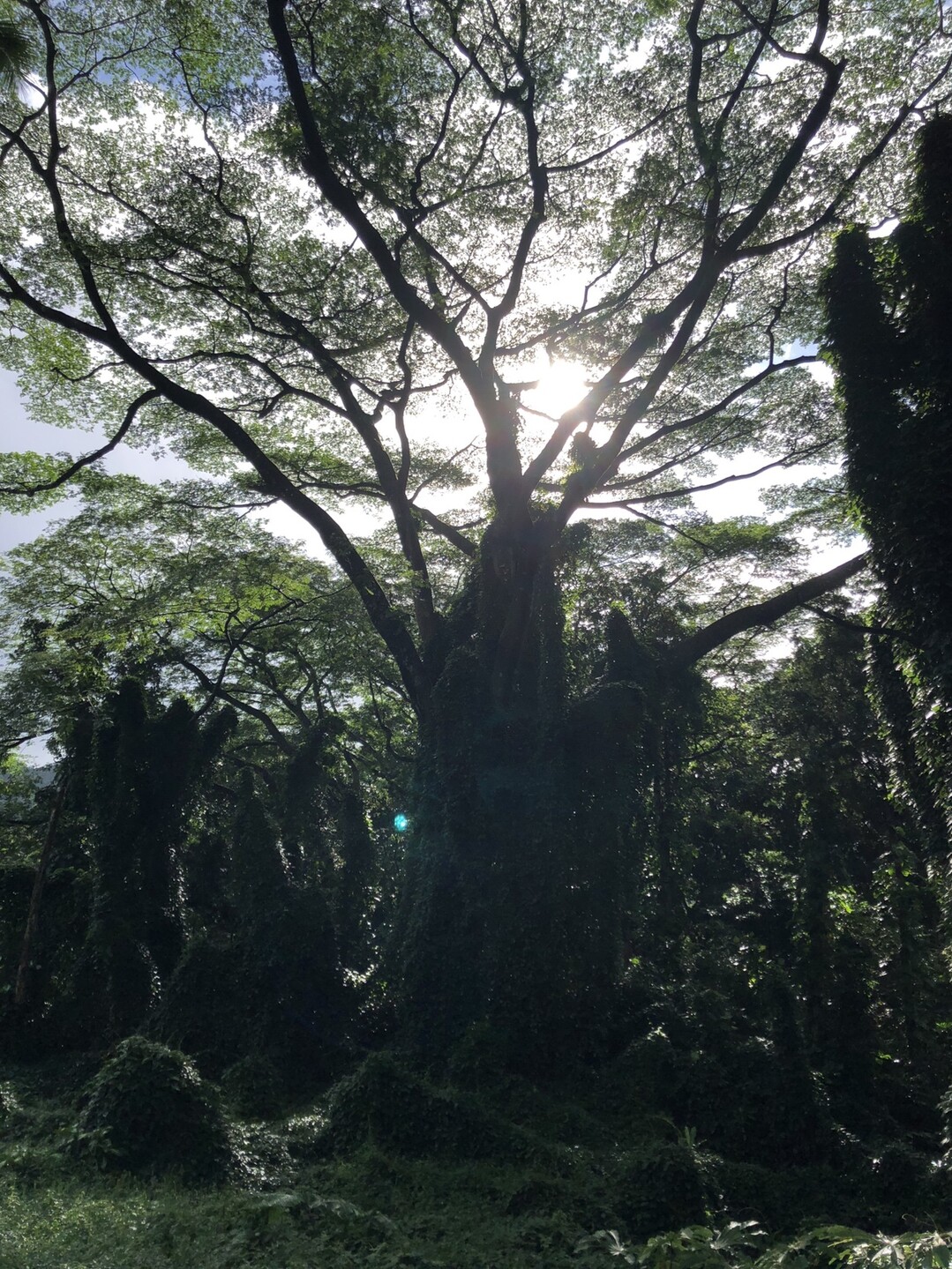 いつも雨が降るマノアの滝ハイキング ちこちゃんさんのホノルル ハワイオアフ島 の活動日記 Yamap ヤマップ