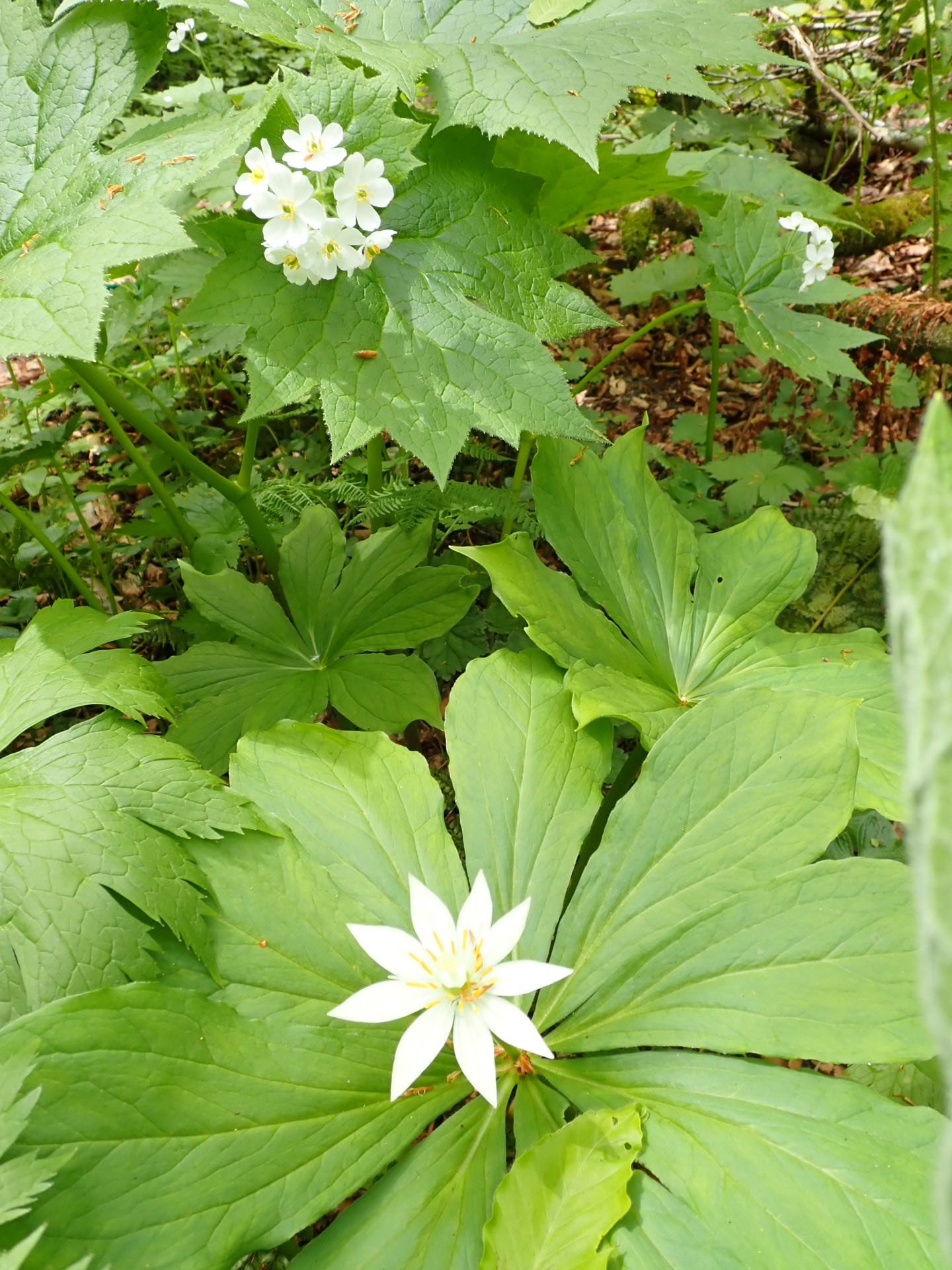 天生湿原のサンカヨウロード 和さんの籾糠山の活動日記 Yamap ヤマップ