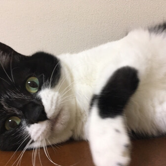 にゃんごろうのページ Yamap ヤマップ