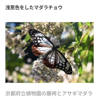 むらっち