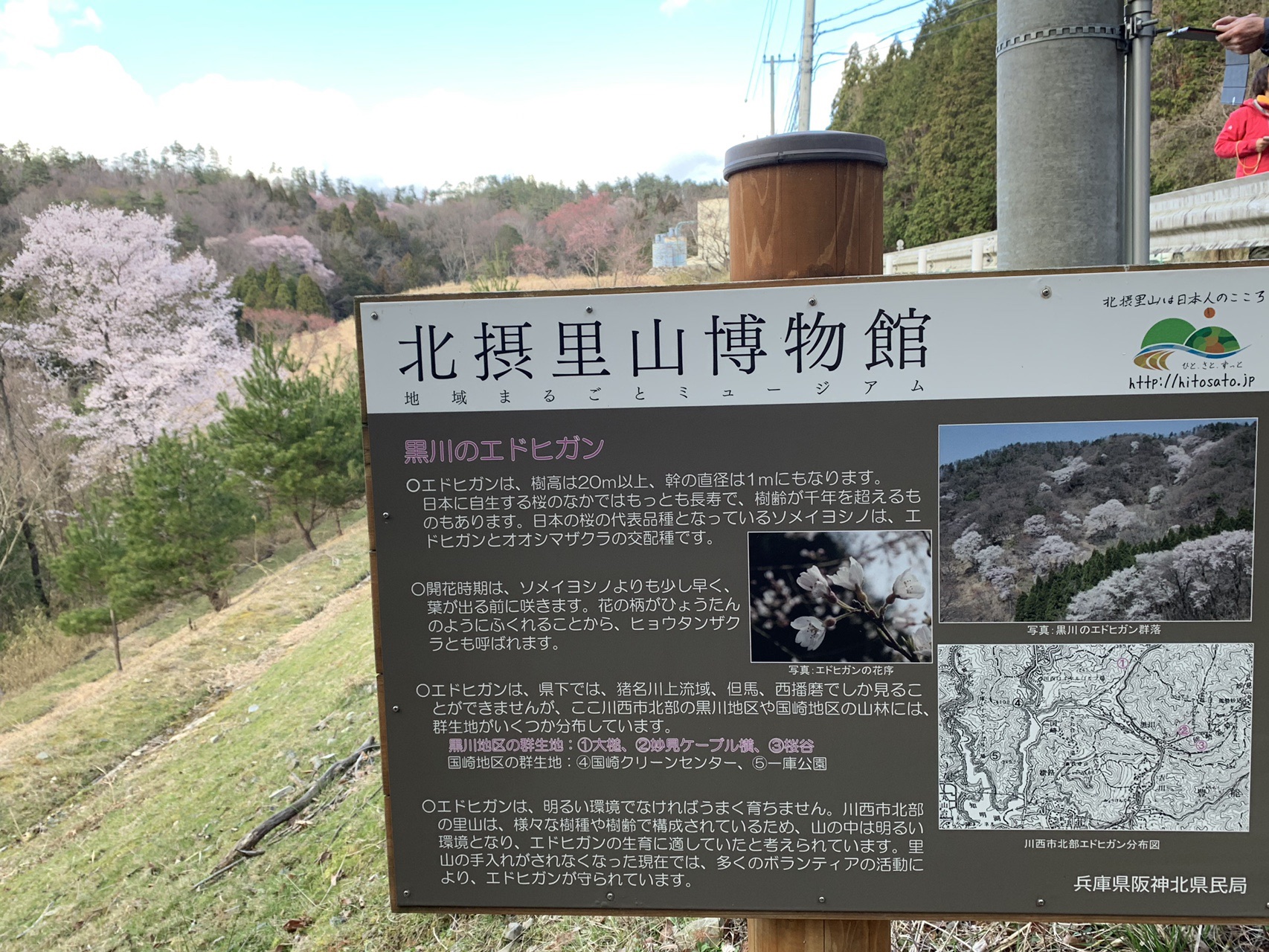 能勢妙見山 エドヒガン桜ツアー ぴろんさんの能勢妙見山 歌垣山 天台山の活動日記 Yamap ヤマップ