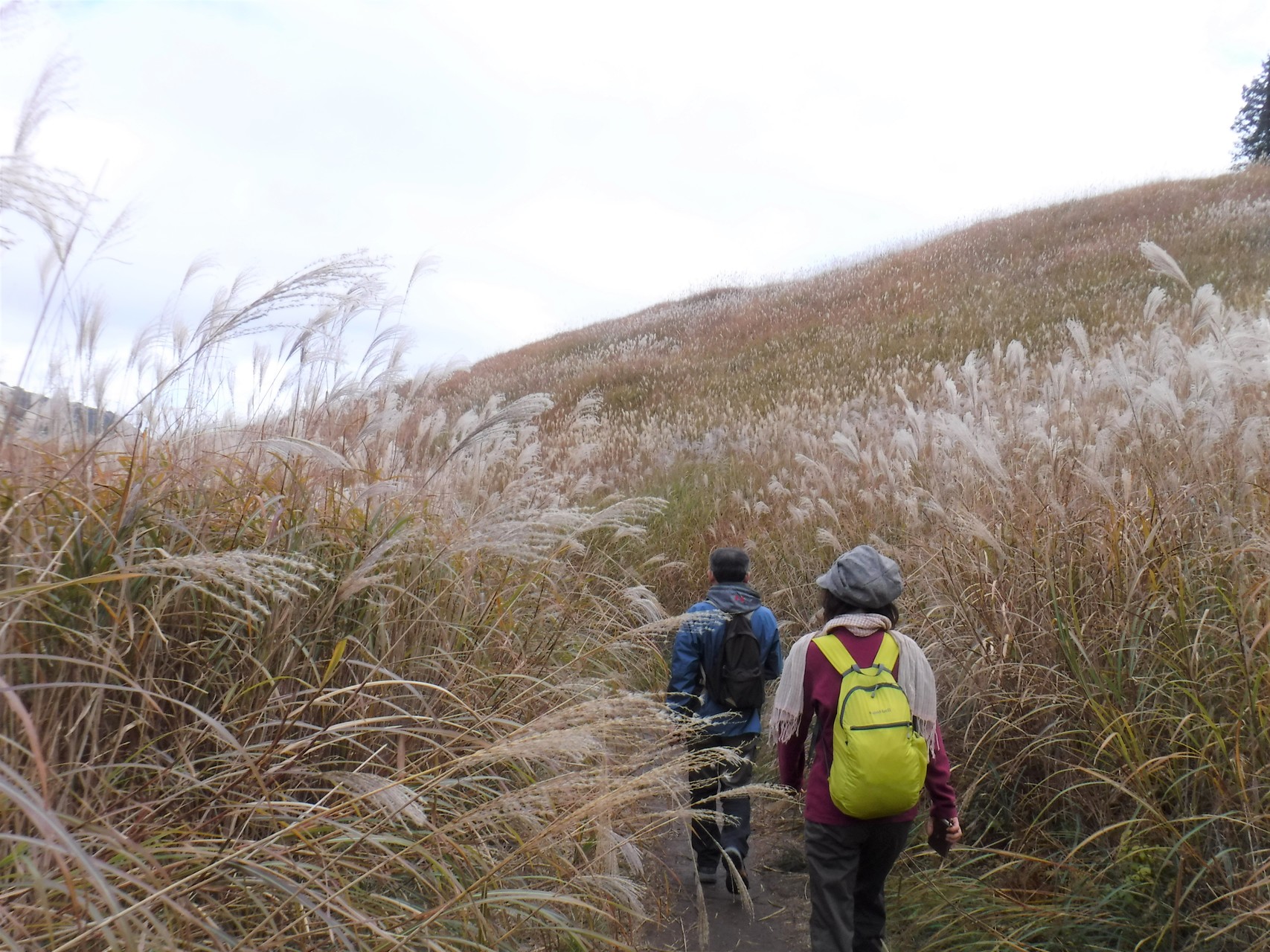 ススキの砥峰高原 Sugar Marchさんの砥峰高原 峰山高原の活動データ Yamap ヤマップ