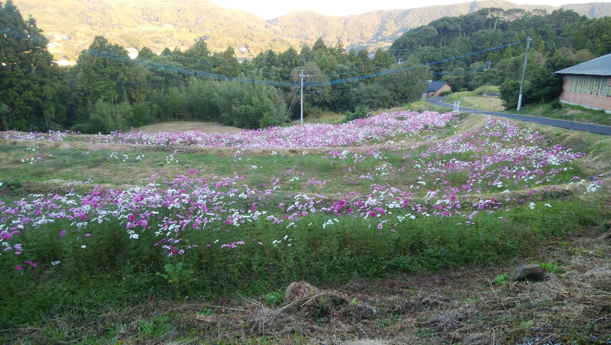 コスモスが綺麗 イチブンさんの弓張岳 将冠岳 但馬岳の活動日記 Yamap ヤマップ
