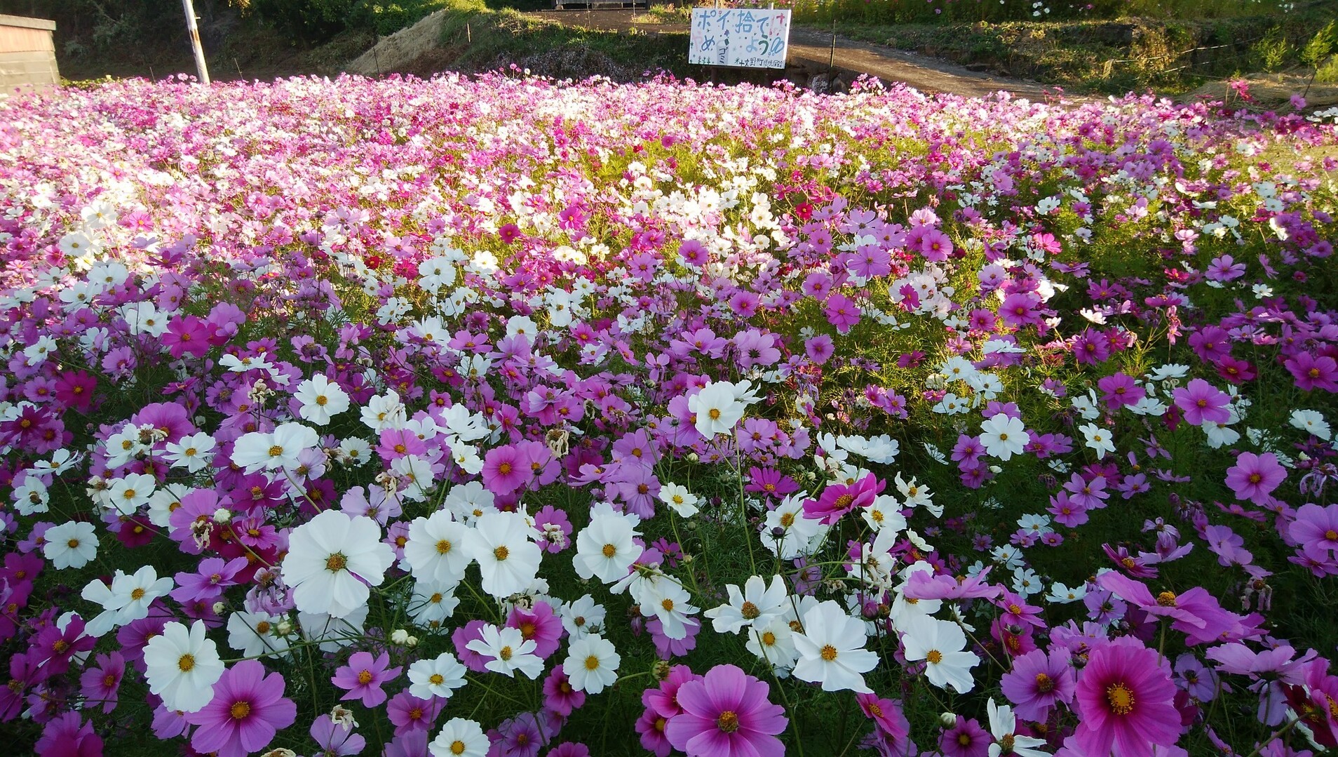 コスモスが綺麗 イチブンさんの弓張岳 将冠岳 但馬岳の活動日記 Yamap ヤマップ