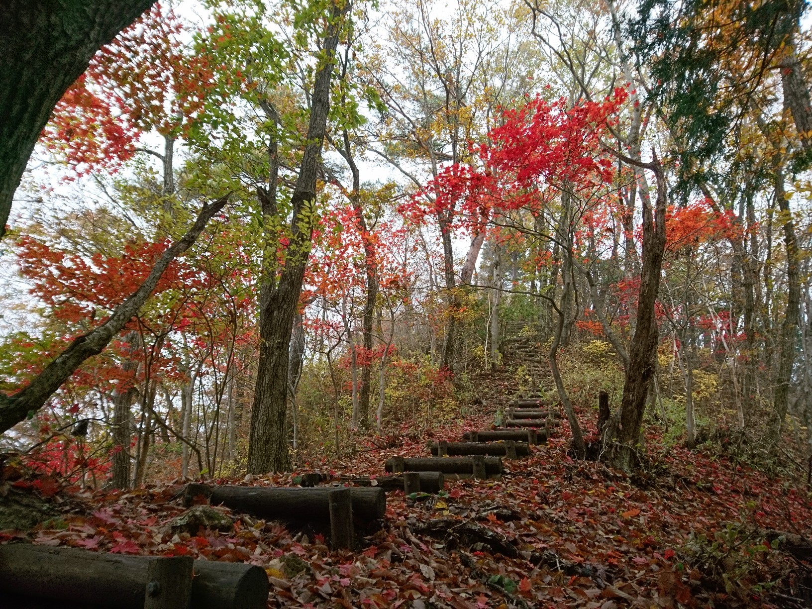 ハセツネコース 西原峠まで Dori3さんのハセツネcup 日本山岳耐久レース 71 5kmコース の活動データ Yamap ヤマップ