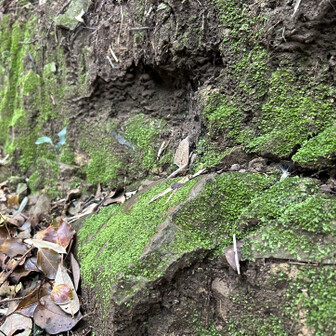 千葉山・白岩寺山 光苔かと思うくらい発光していました（気がする）。