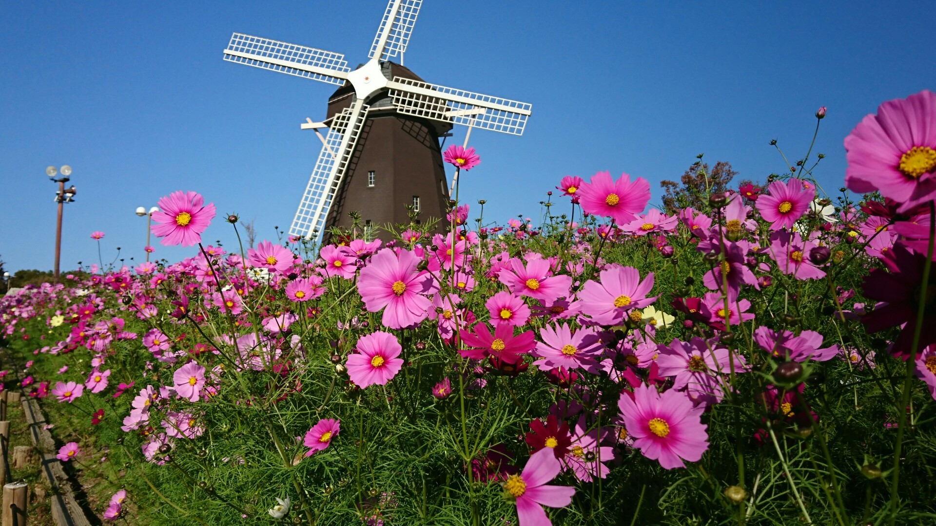 コスモス見頃 鶴見緑地散策 やぶーさんの大阪市の活動日記 Yamap ヤマップ