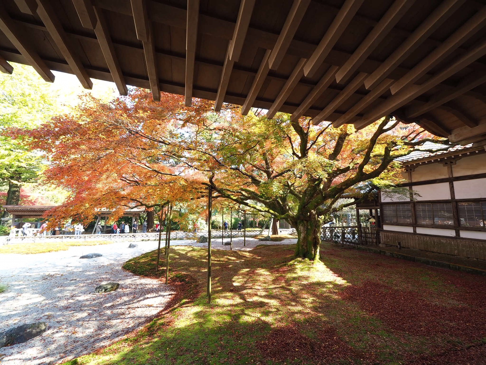 紅葉ロード最終 雷山観音 立石山もね てつやんさんの雷山 井原山の活動日記 Yamap ヤマップ