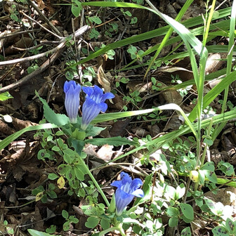 四つ葉🍀