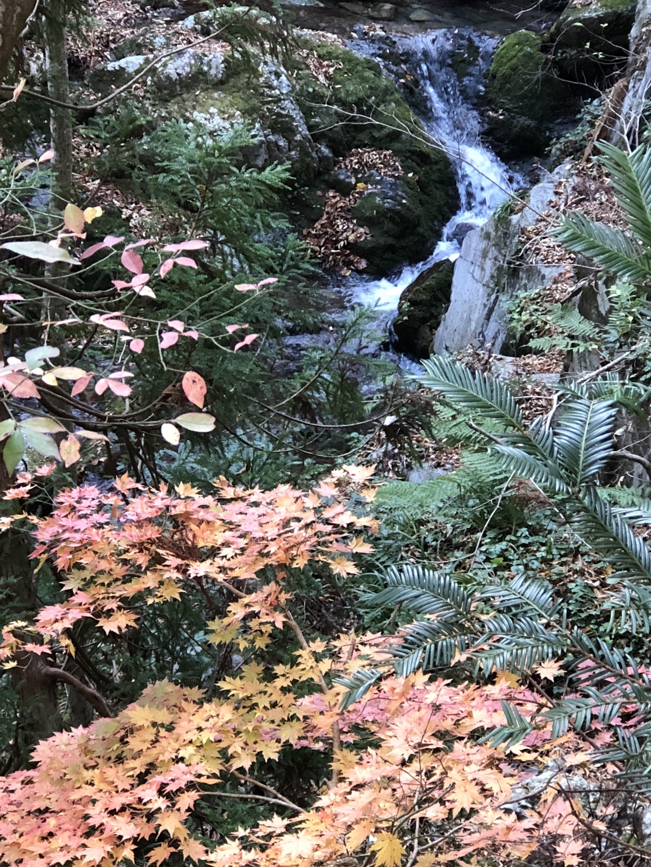 寂地山 寂地峡 みのこし峠 寂地山 寂地林道 犬戻コース 寂地峡案内所 ミキエさんの吉和冠山 安芸冠山 広高山 寂地山の活動データ Yamap ヤマップ