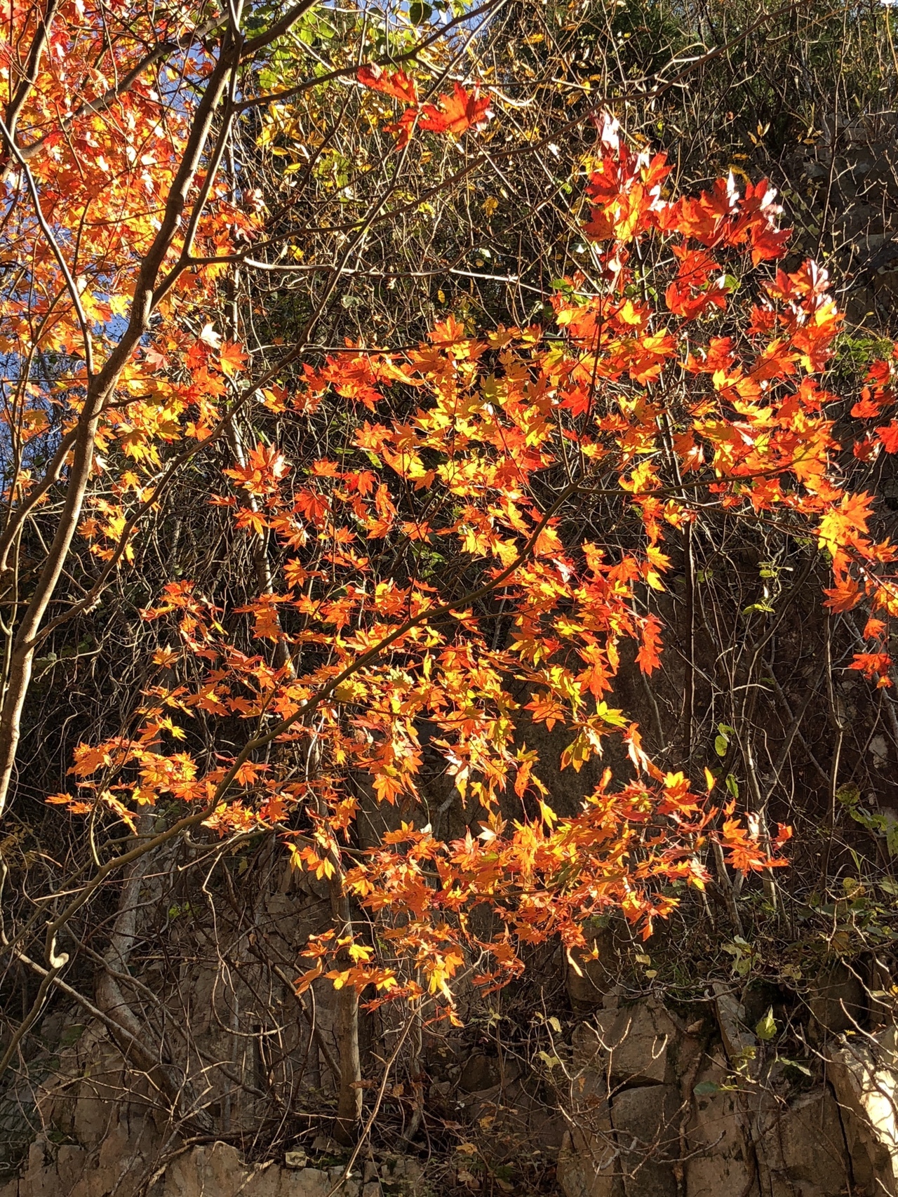 寂地山 寂地峡 みのこし峠 寂地山 寂地林道 犬戻コース 寂地峡案内所 ミキエさんの吉和冠山 安芸冠山 広高山 寂地山の活動データ Yamap ヤマップ
