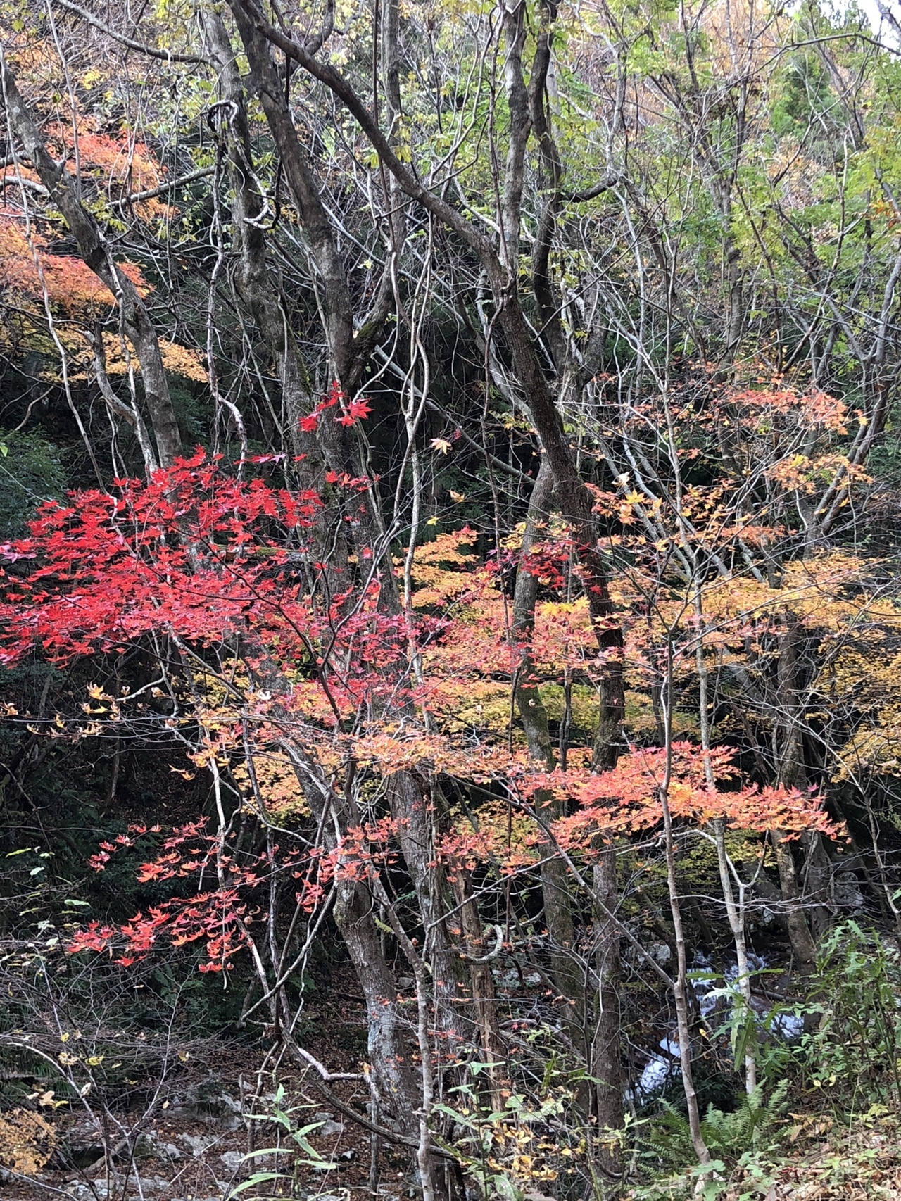 寂地山 寂地峡 みのこし峠 寂地山 寂地林道 犬戻コース 寂地峡案内所 ミキエさんの吉和冠山 安芸冠山 広高山 寂地山の活動データ Yamap ヤマップ