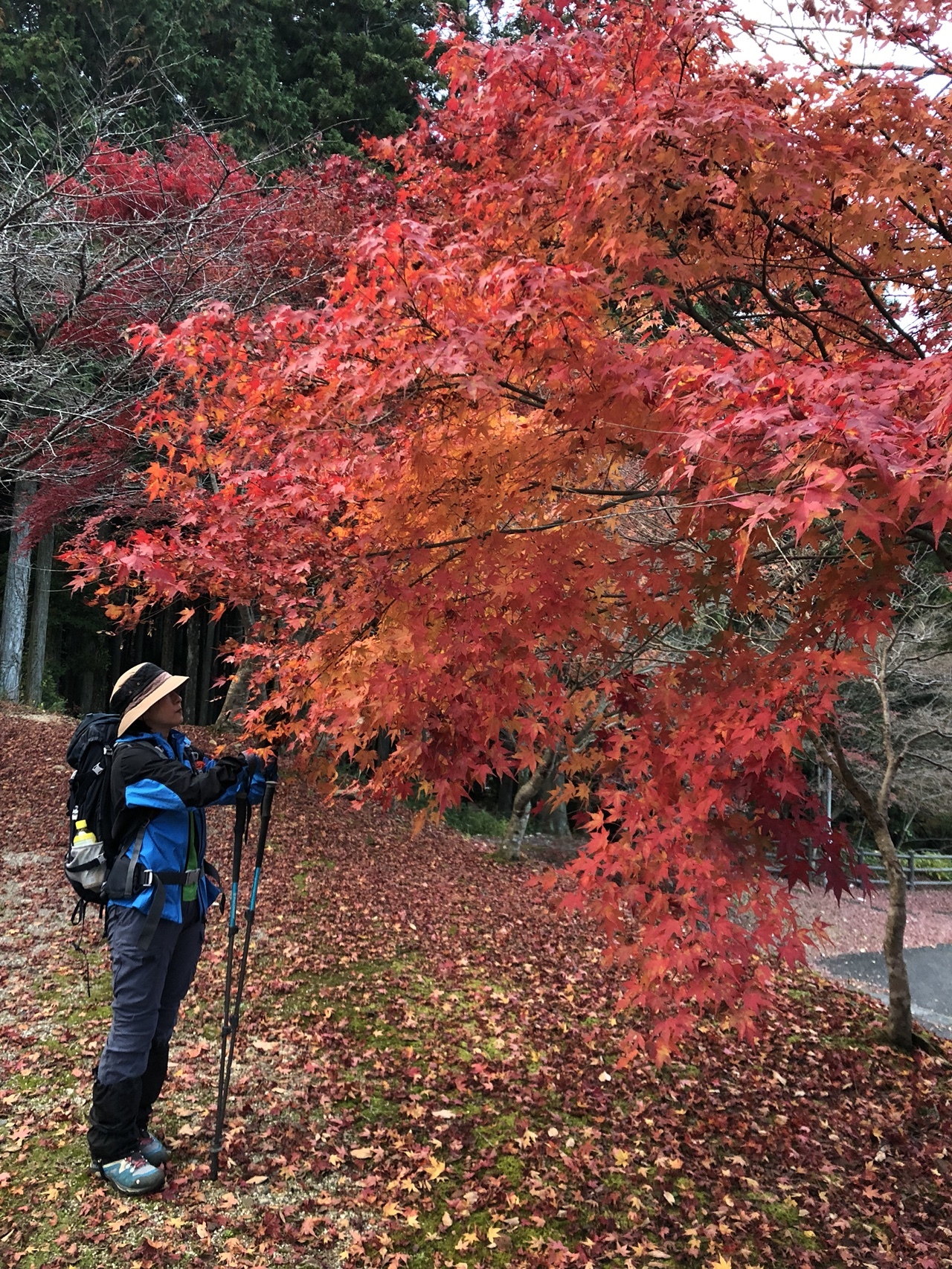 寂地峡の紅葉と右谷山 くらさんの吉和冠山 安芸冠山 広高山 寂地山の活動データ Yamap ヤマップ