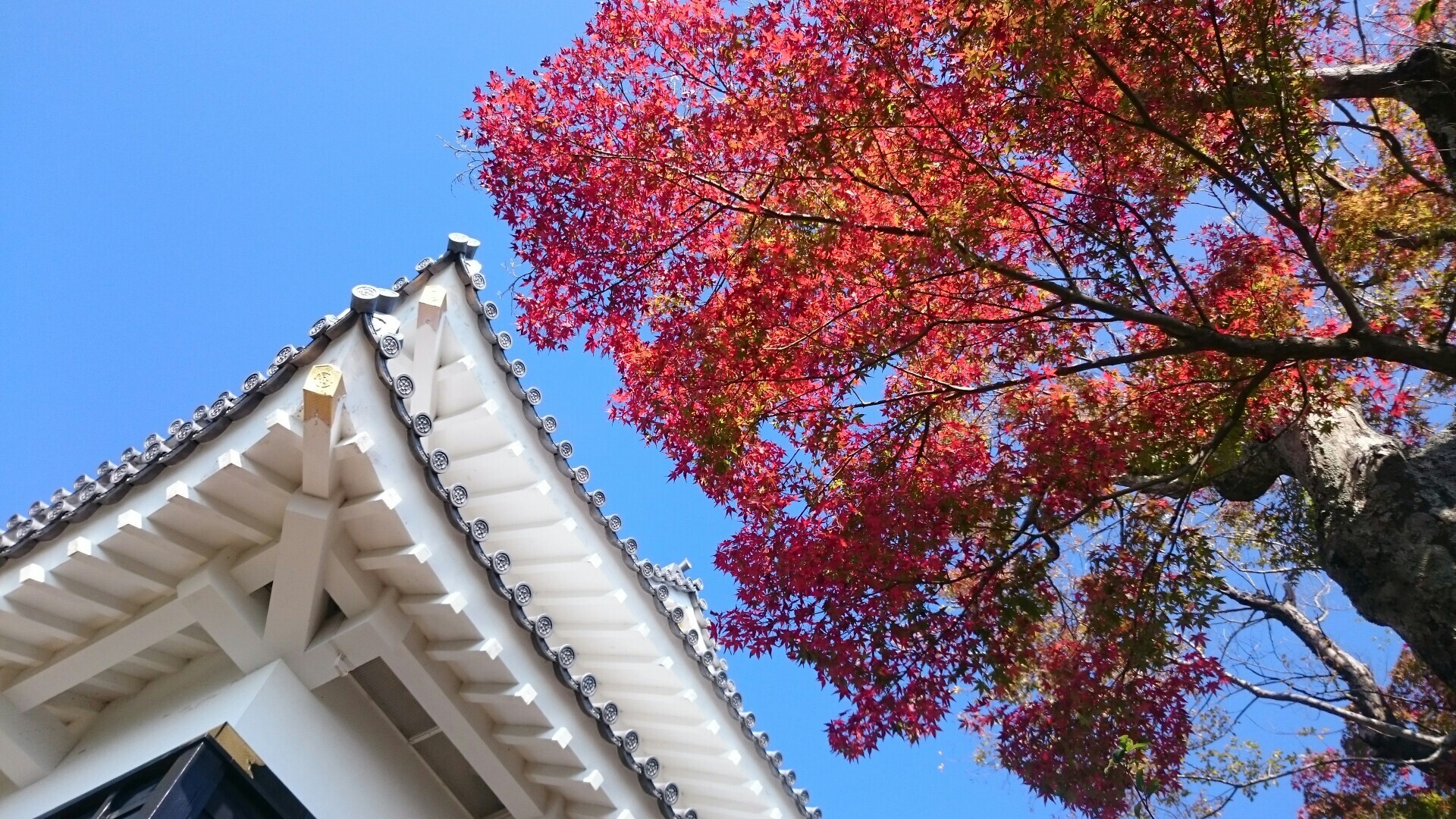 金華山 馬の背 瞑想の小径 Taroさんの金華山 岐阜県 洞山 舟伏山の活動日記 Yamap ヤマップ