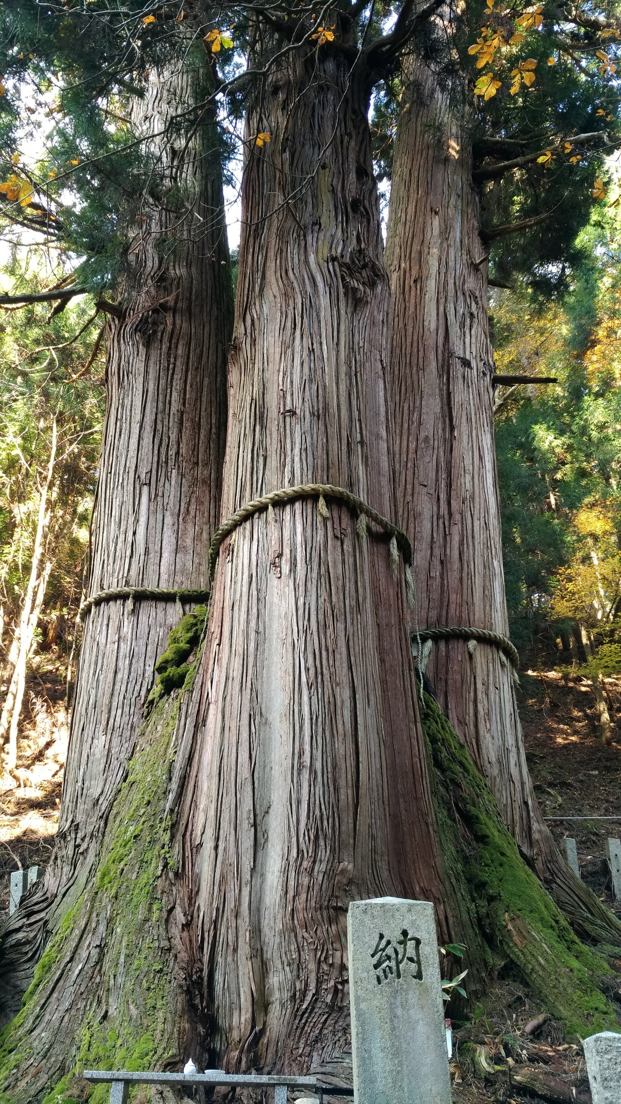 マルコポーロ 掘る 遮る 花 脊 の 三 本杉 Kbayoso Jp
